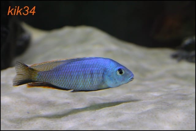 Hemitilapia oxyrhynchus 'Likoma Island'